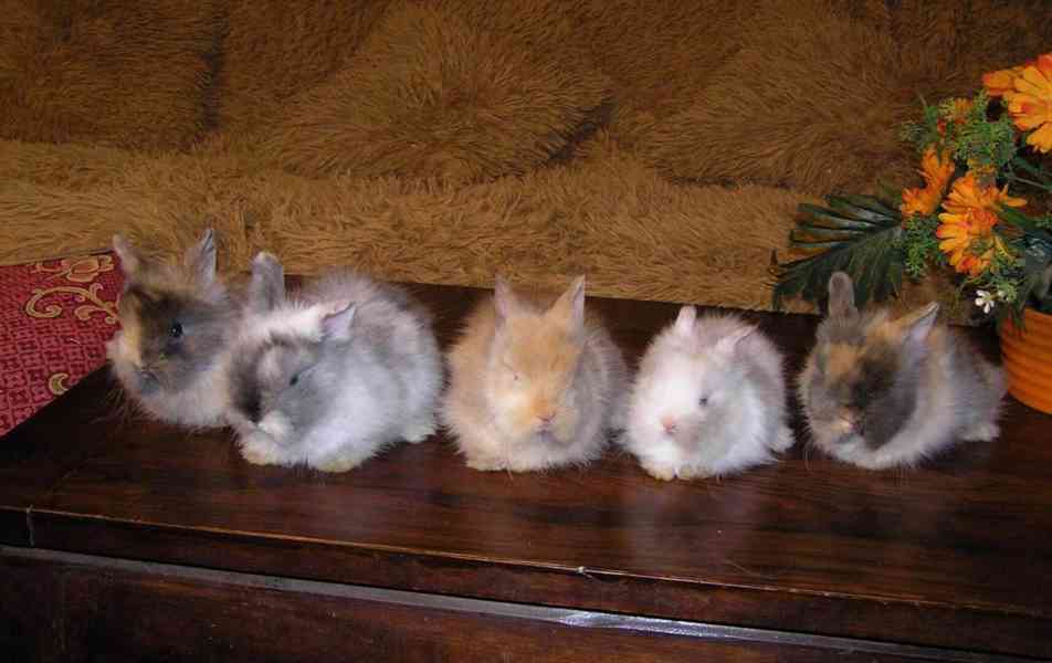 Teddy králíčci zakrslí dlouhosrstí - foto 26