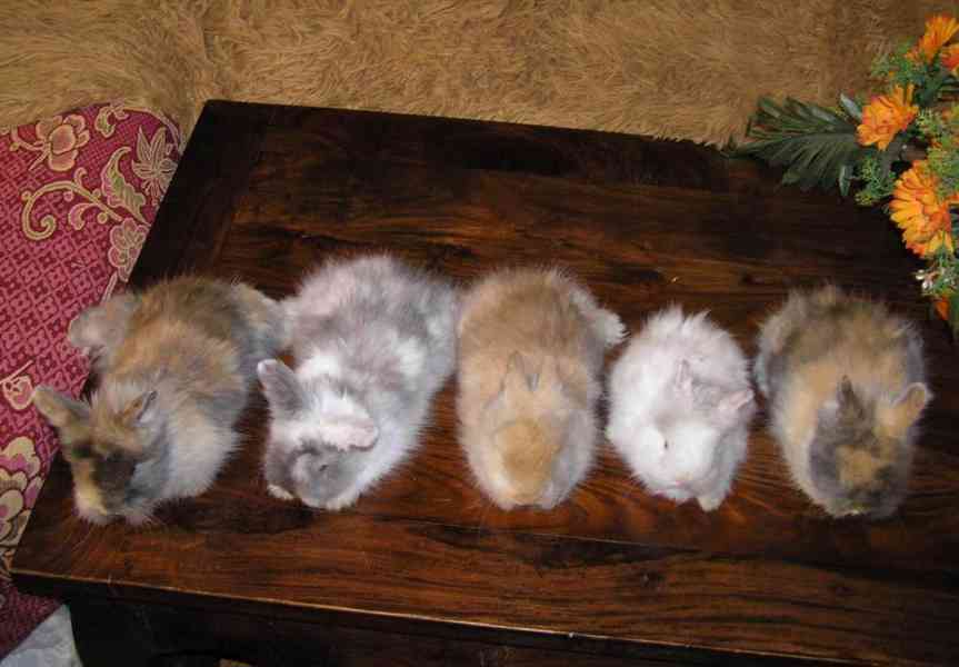 Teddy králíčci zakrslí dlouhosrstí - foto 25