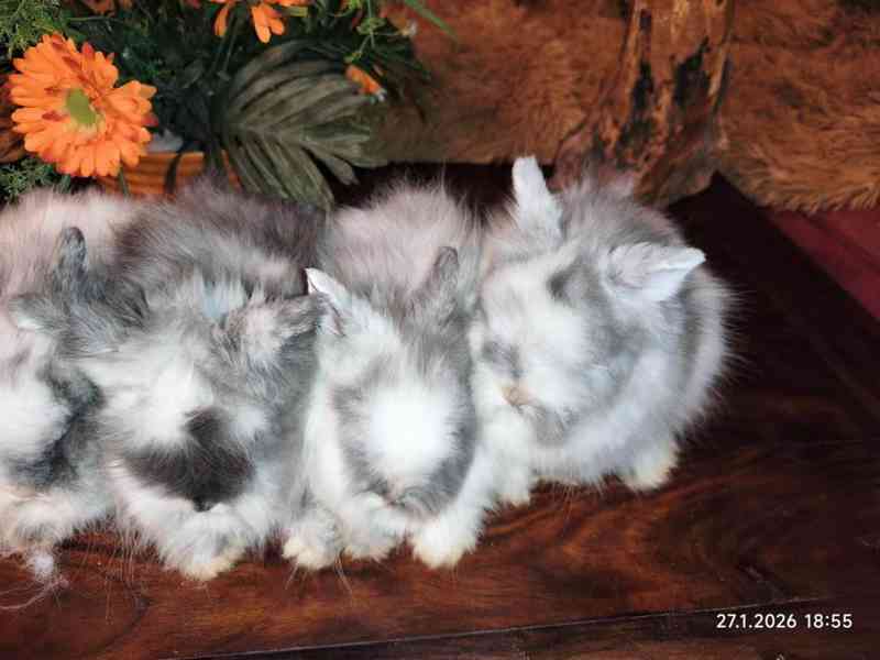 Teddy králíčci zakrslí dlouhosrstí - foto 11