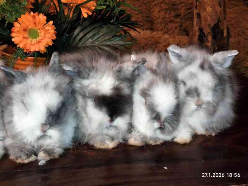 Teddy králíčci zakrslí dlouhosrstí - foto 17