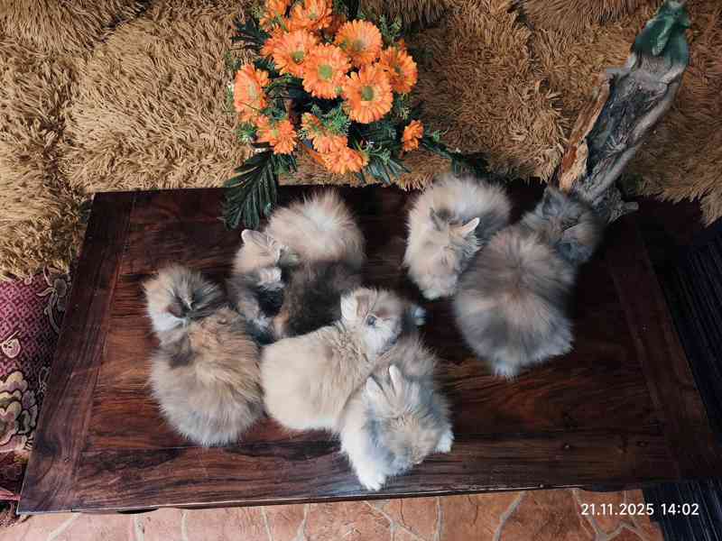 Teddy králíčci zakrslí dlouhosrstí - foto 4