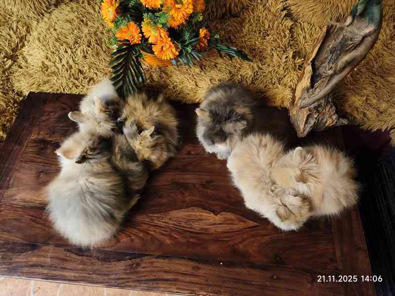 Teddy králíčci zakrslí dlouhosrstí - foto 15