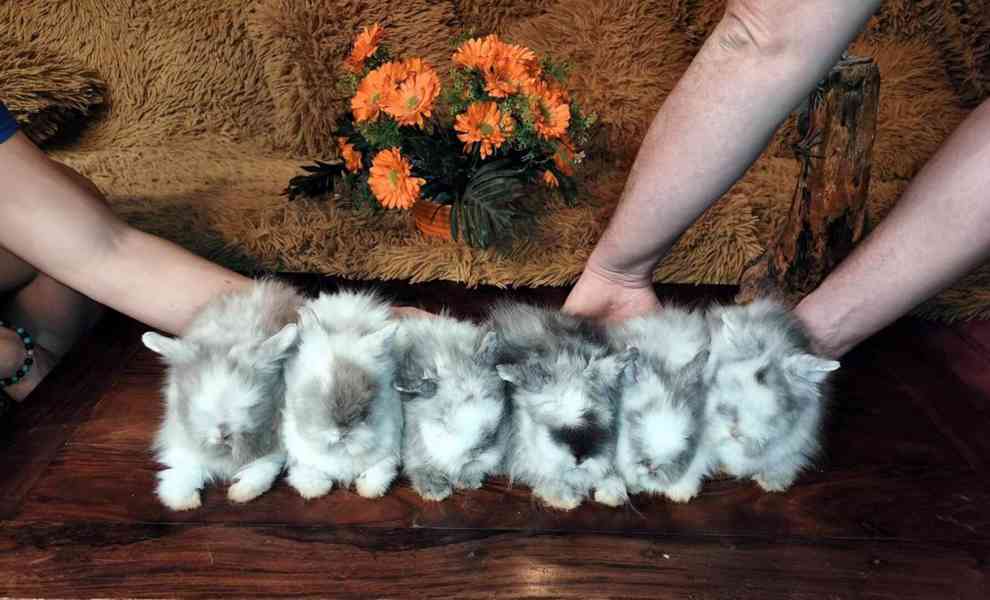 Teddy králíčci zakrslí dlouhosrstí - foto 3