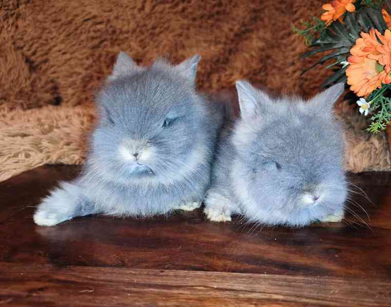 Teddy králíčci zakrslí dlouhosrstí - foto 21