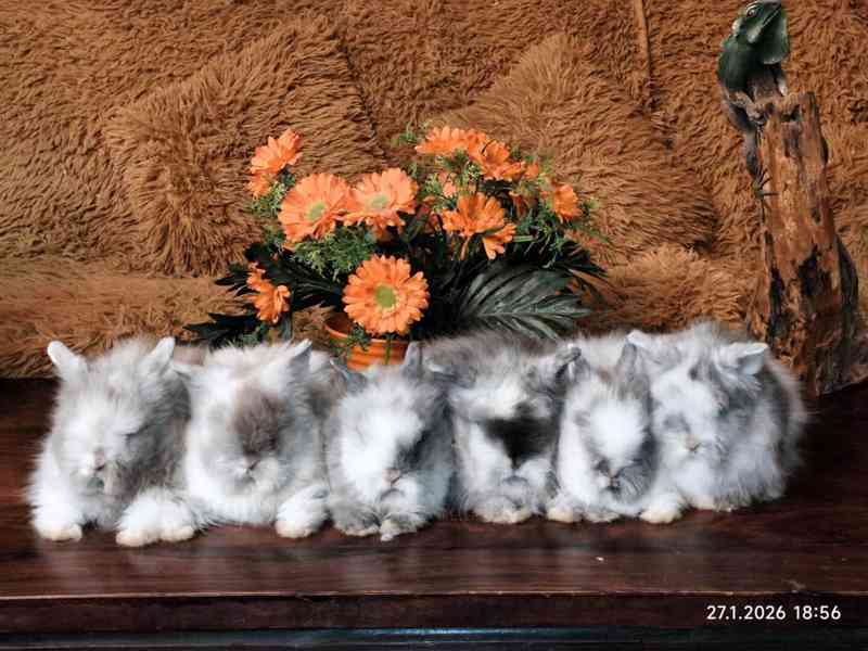 Teddy králíčci zakrslí dlouhosrstí - foto 14