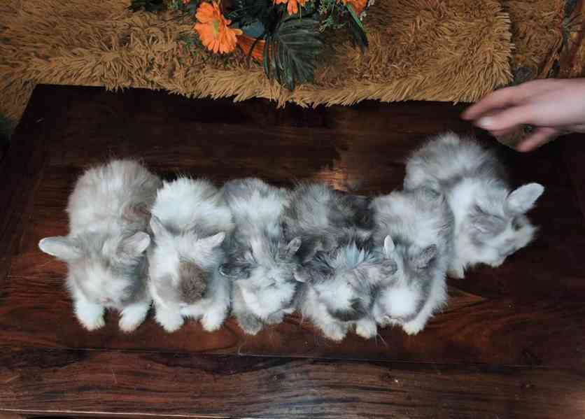 Teddy králíčci zakrslí dlouhosrstí - foto 5
