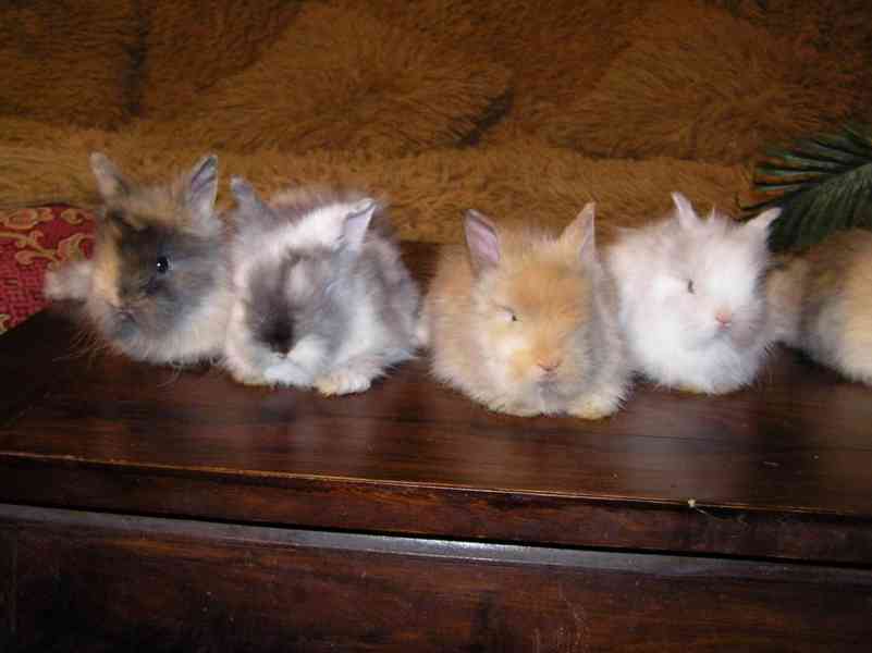 Teddy králíčci zakrslí dlouhosrstí - foto 27