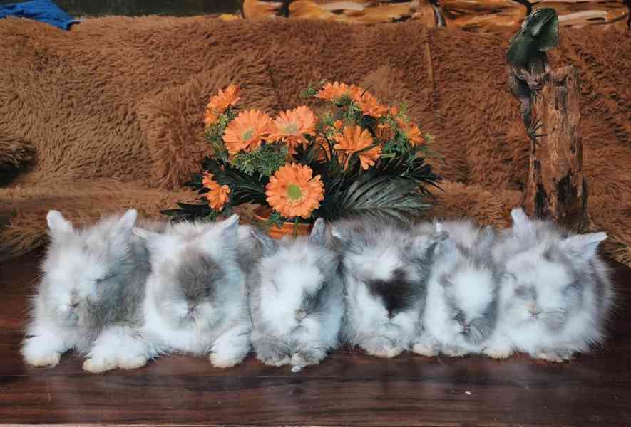 Teddy králíčci zakrslí dlouhosrstí - foto 9