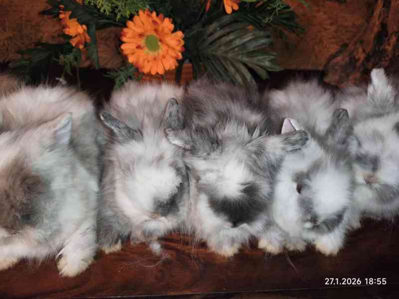 Teddy králíčci zakrslí dlouhosrstí - foto 7