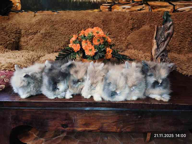 Teddy králíčci zakrslí dlouhosrstí - foto 3