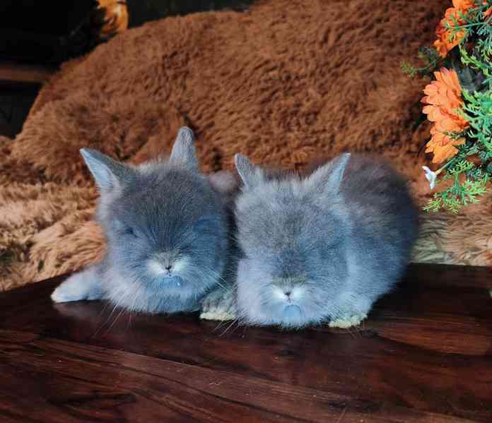 Teddy králíčci zakrslí dlouhosrstí - foto 22