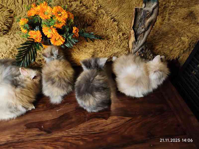 Teddy králíčci zakrslí dlouhosrstí - foto 14