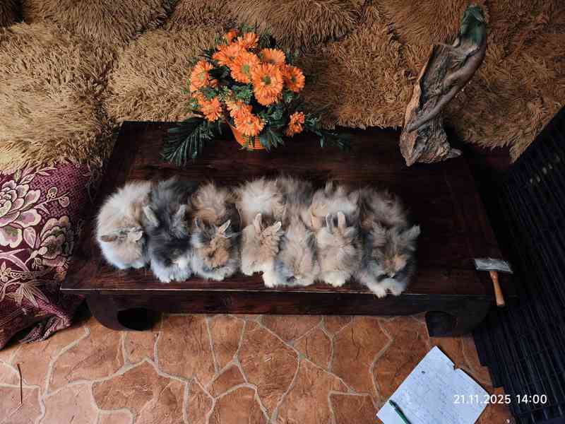 Teddy králíčci zakrslí dlouhosrstí - foto 7