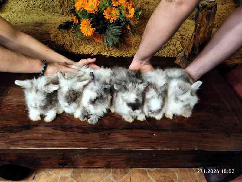 Teddy králíčci zakrslí dlouhosrstí - foto 2