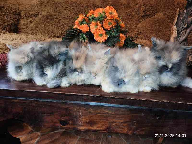 Teddy králíčci zakrslí dlouhosrstí - foto 6