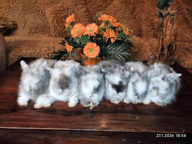 Teddy králíčci zakrslí dlouhosrstí - foto 1