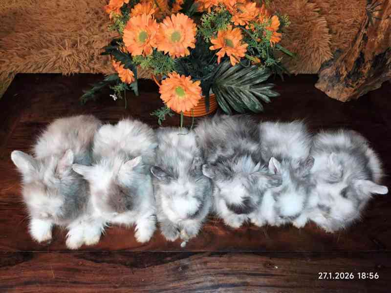 Teddy králíčci zakrslí dlouhosrstí - foto 13