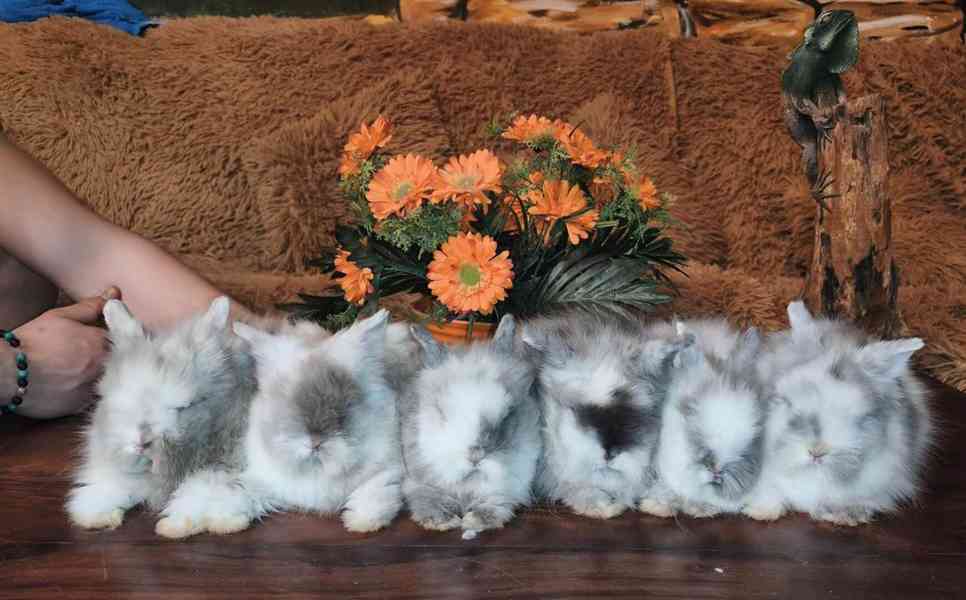 Teddy králíčci zakrslí dlouhosrstí - foto 8