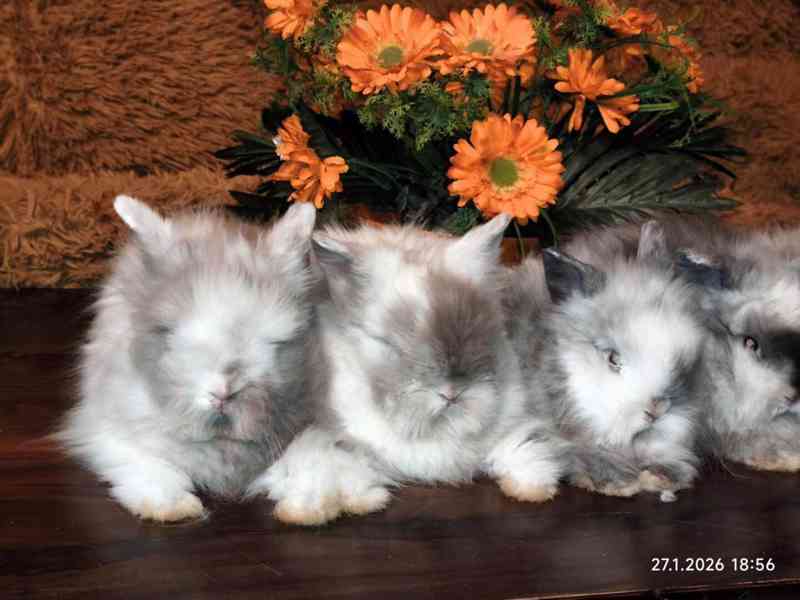 Teddy králíčci zakrslí dlouhosrstí - foto 16