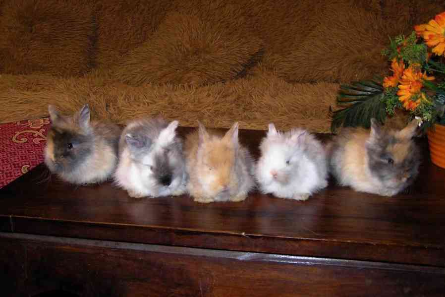 Teddy králíčci zakrslí dlouhosrstí - foto 1