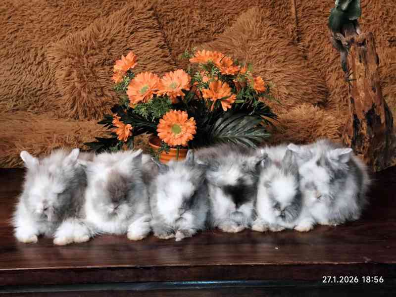 Teddy králíčci zakrslí dlouhosrstí - foto 15