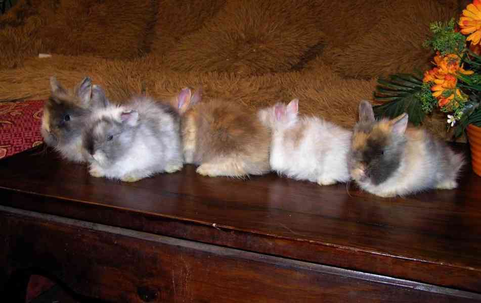 Teddy králíčci zakrslí dlouhosrstí - foto 31