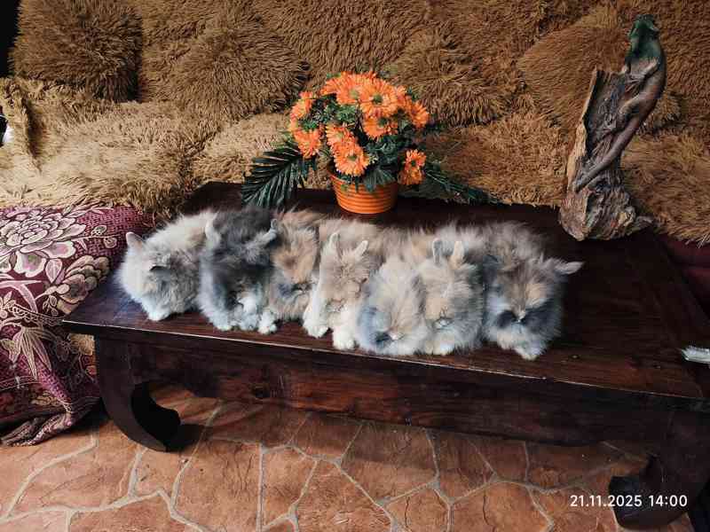 Teddy králíčci zakrslí dlouhosrstí - foto 9