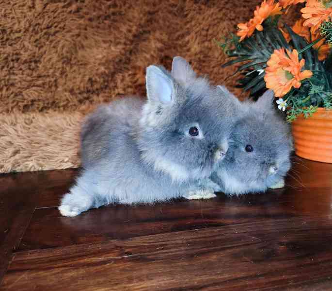 Teddy králíčci zakrslí dlouhosrstí - foto 1