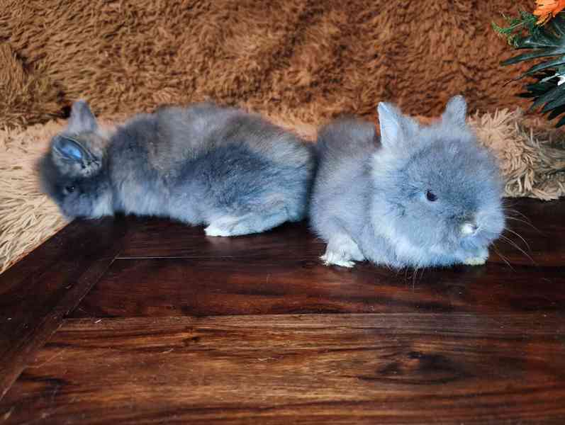 Teddy králíčci zakrslí dlouhosrstí - foto 23