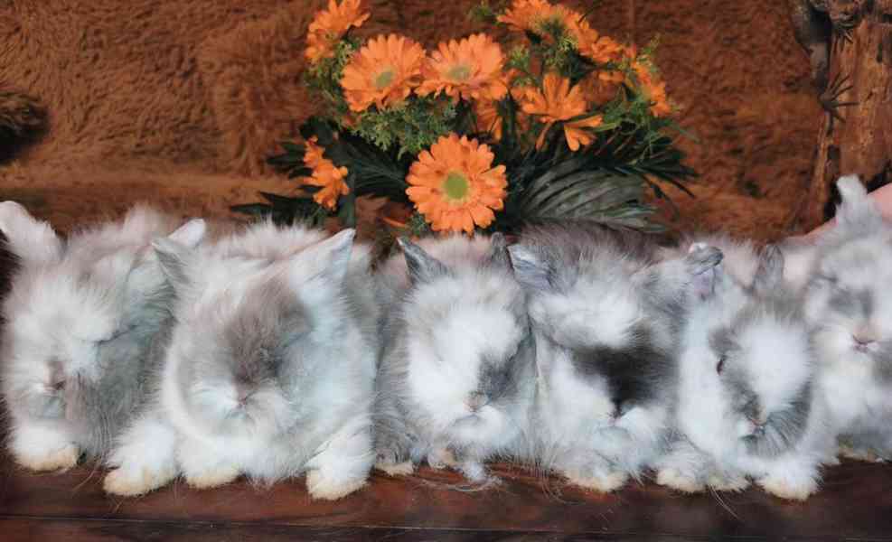 Teddy králíčci zakrslí dlouhosrstí - foto 6