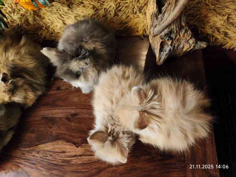 Teddy králíčci zakrslí dlouhosrstí - foto 17