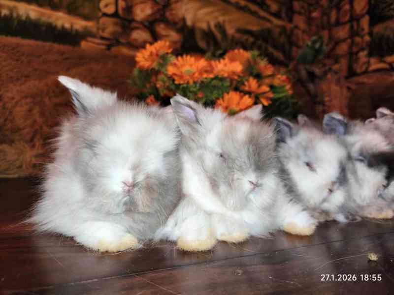 Teddy králíčci zakrslí dlouhosrstí - foto 12