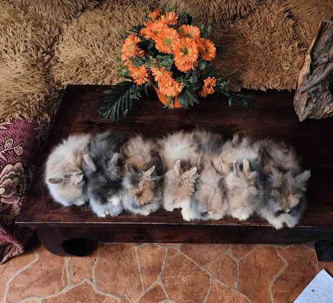 Teddy králíčci zakrslí dlouhosrstí - foto 2