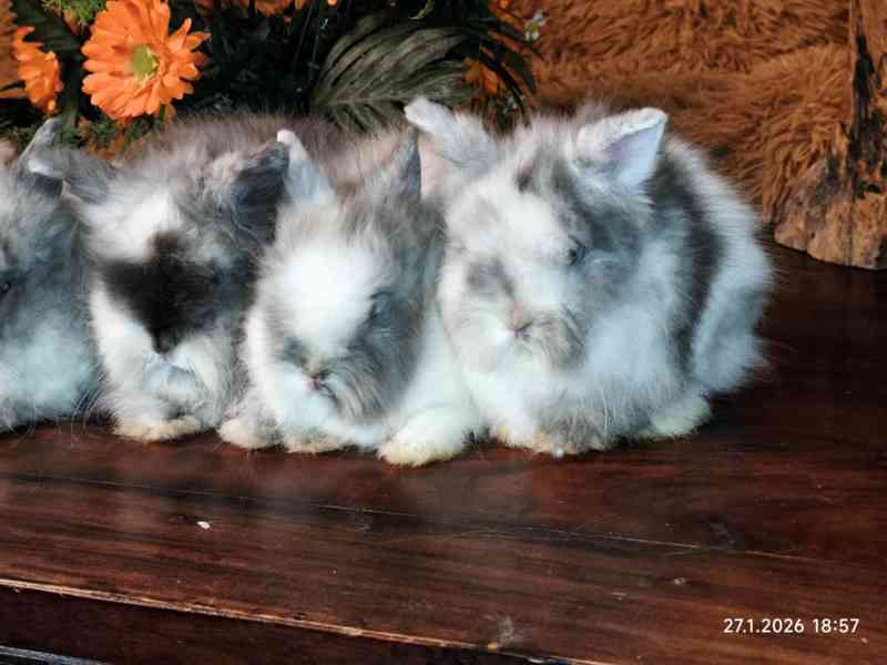 Teddy králíčci zakrslí dlouhosrstí - foto 18