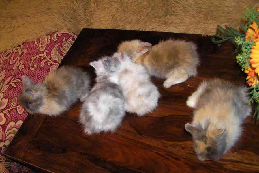 Teddy králíčci zakrslí dlouhosrstí - foto 28