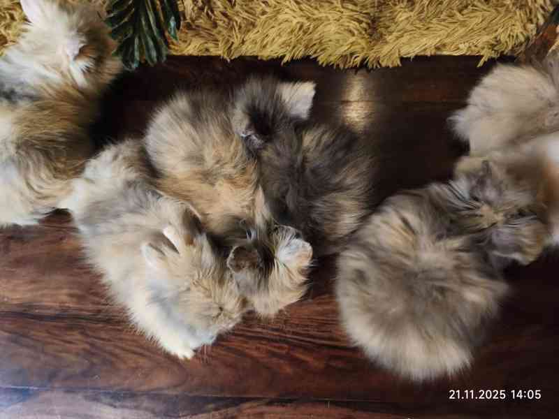 Teddy králíčci zakrslí dlouhosrstí - foto 12
