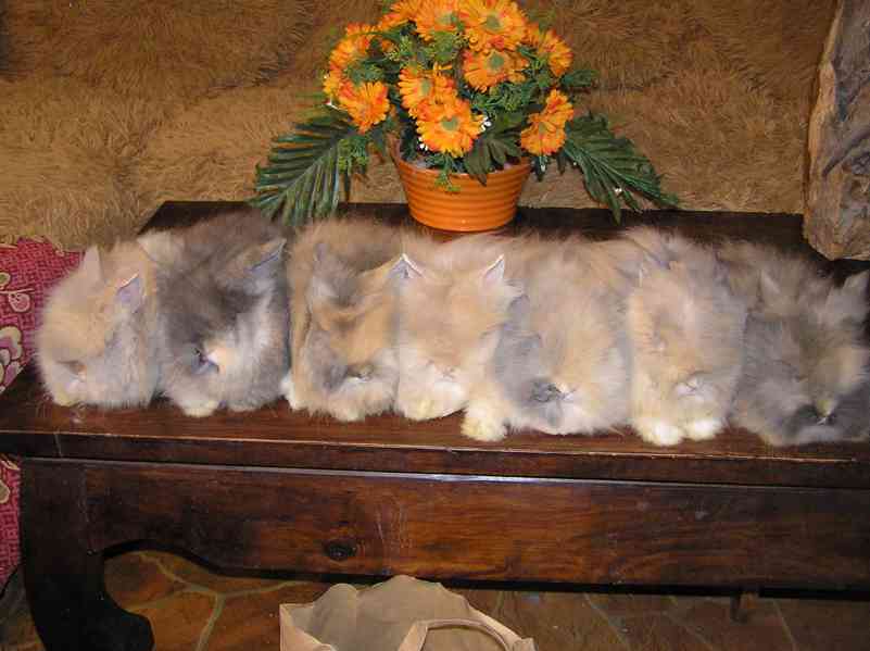 Teddy králíčci zakrslí dlouhosrstí - foto 18