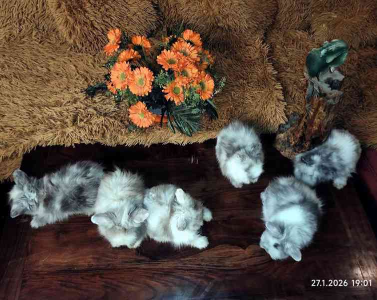 Teddy králíčci zakrslí dlouhosrstí - foto 10