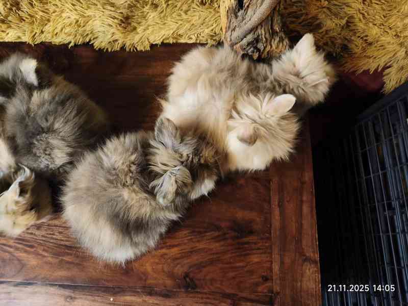Teddy králíčci zakrslí dlouhosrstí - foto 13