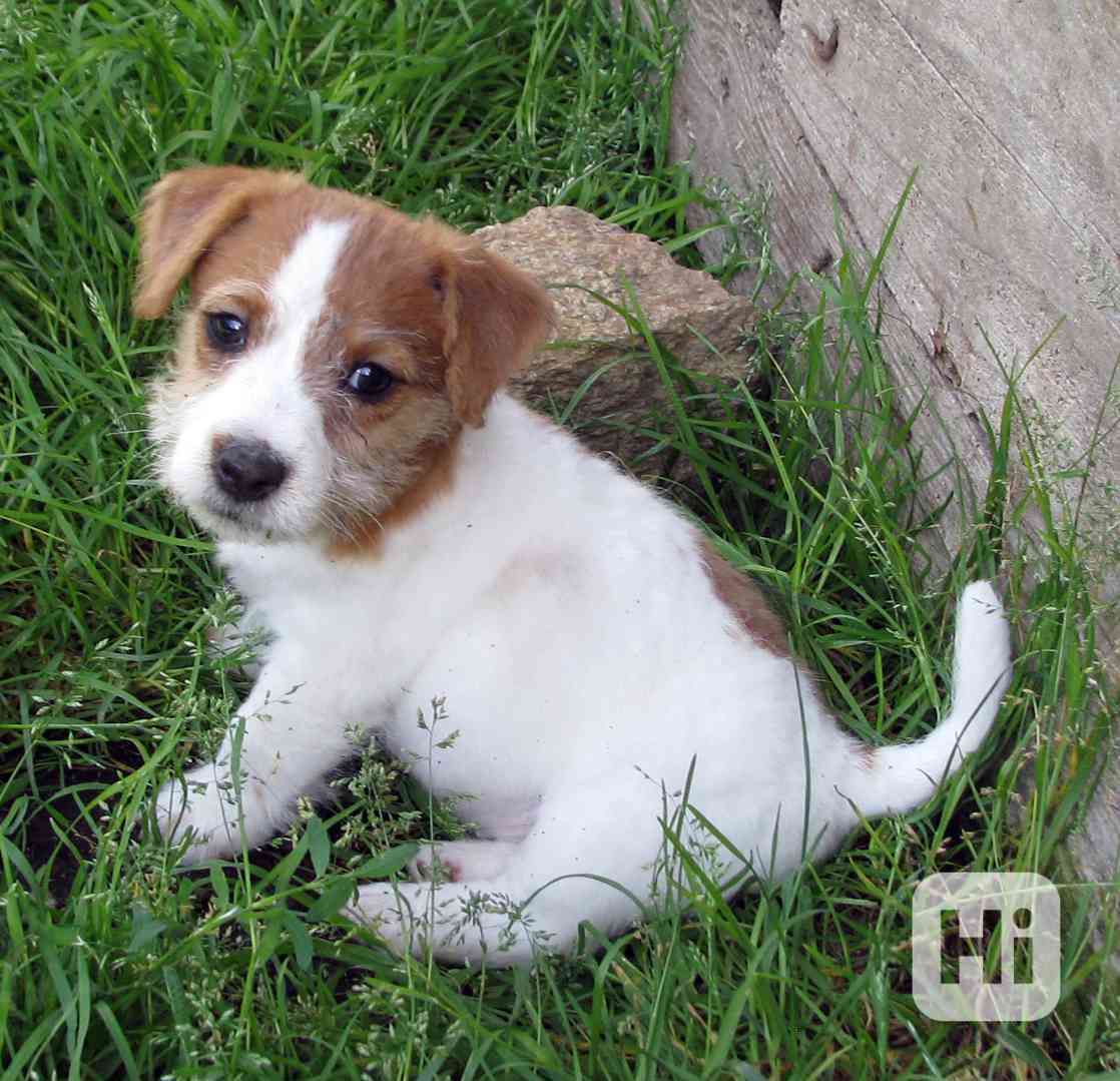 Jack Russell teriér– poslední fenka a 2 pejsci s PP k odběru - foto 1