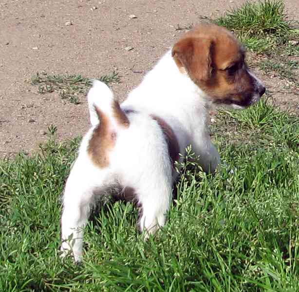 Jack Russell teriér– poslední fenka a 2 pejsci s PP k odběru - foto 7