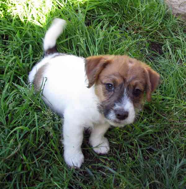 Jack Russell teriér– poslední fenka a 2 pejsci s PP k odběru - foto 9