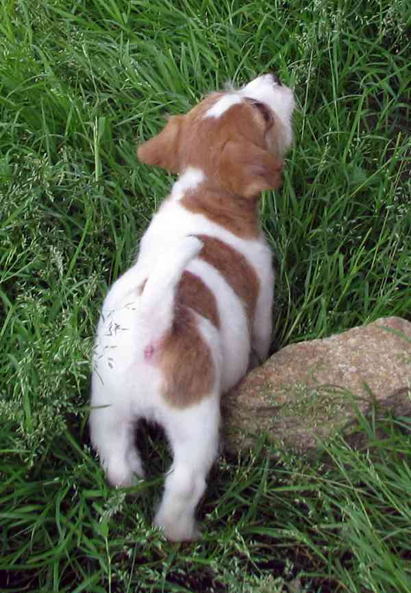 Jack Russell teriér– poslední fenka a 2 pejsci s PP k odběru - foto 3