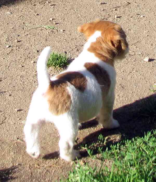 Jack Russell teriér– poslední fenka a 2 pejsci s PP k odběru - foto 5