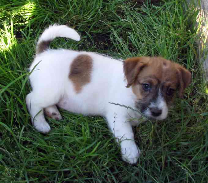 Jack Russell teriér– poslední fenka a 2 pejsci s PP k odběru - foto 10