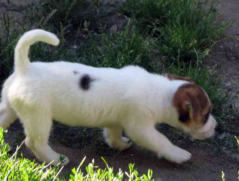 Jack Russell teriér– poslední fenka a 2 pejsci s PP k odběru - foto 15