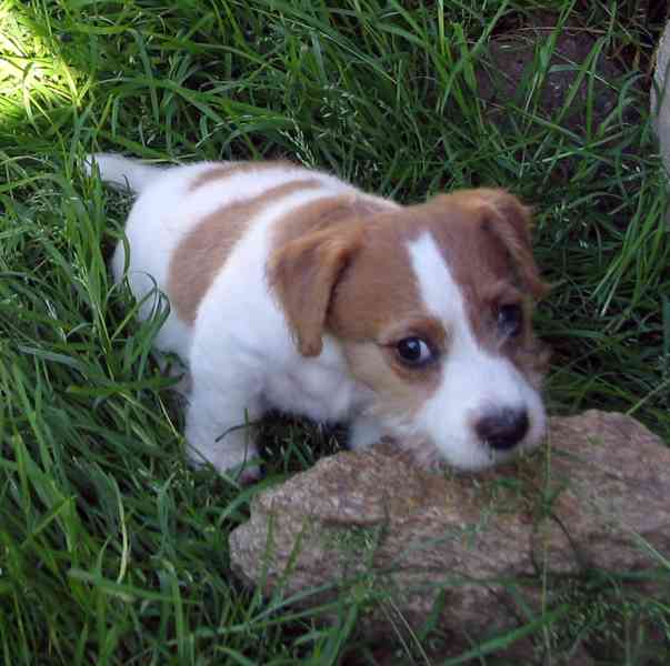 Jack Russell teriér– poslední fenka a 2 pejsci s PP k odběru - foto 4