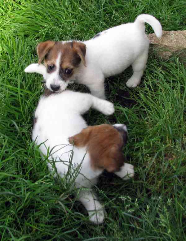 Jack Russell teriér– poslední fenka a 2 pejsci s PP k odběru - foto 16