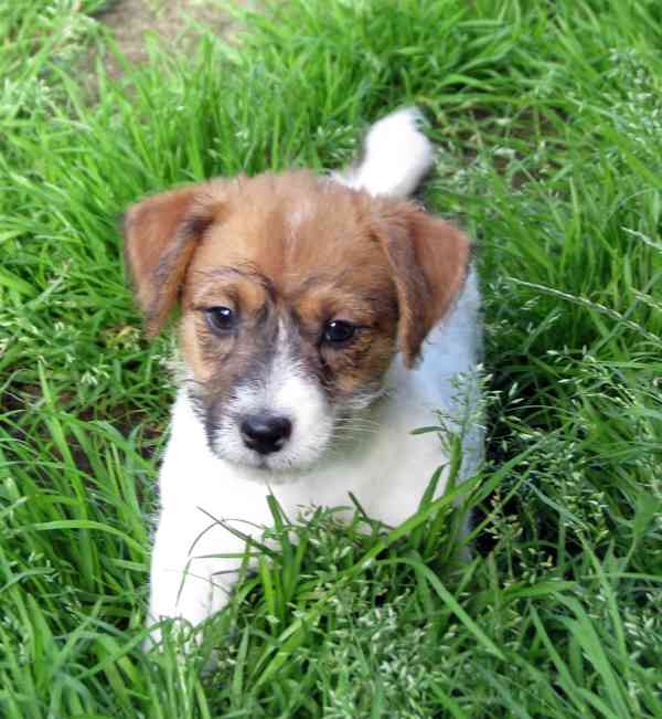 Jack Russell teriér– poslední fenka a 2 pejsci s PP k odběru - foto 6