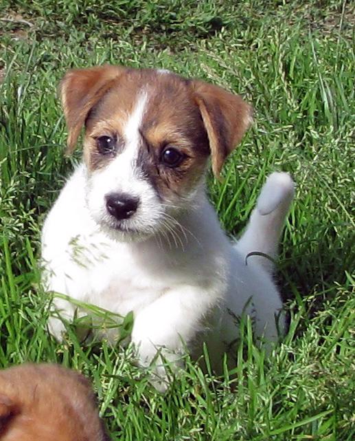 Jack Russell teriér– poslední fenka a 2 pejsci s PP k odběru - foto 11
